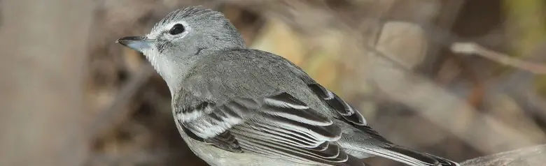 Plumbeous vireo