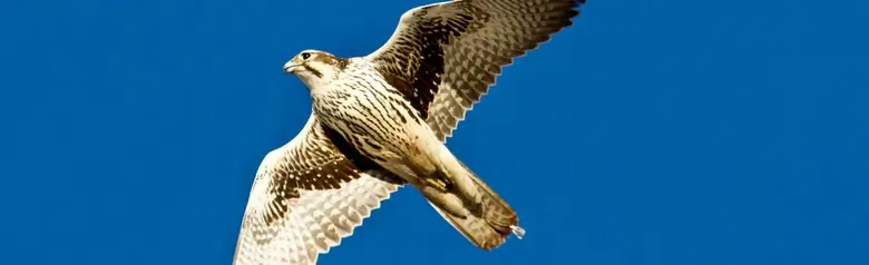 Prairie falcon