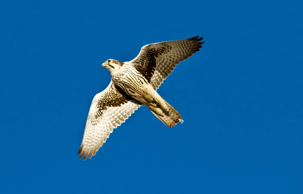 Prairie falcon