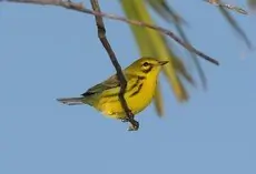 Prairie warbler