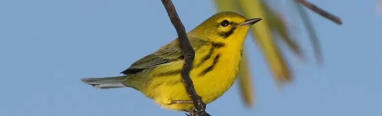 Prairie warbler