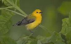 Prothonotary warbler