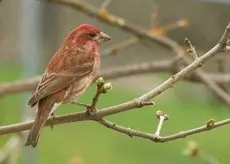 Purple finch