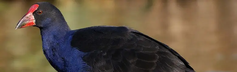 Purple gallinule