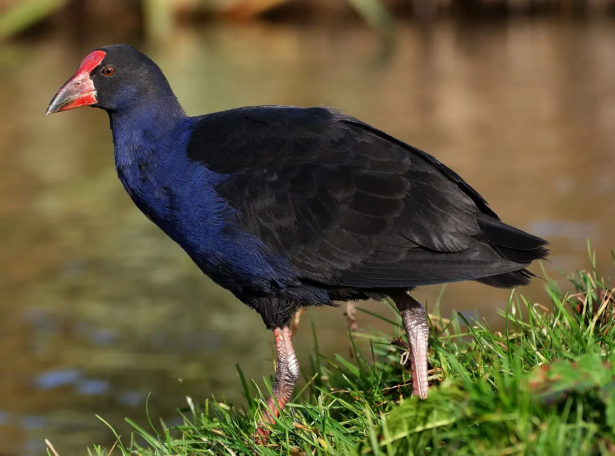 Purple gallinule