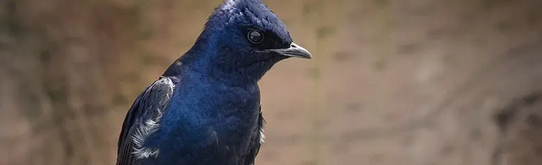 Purple martin