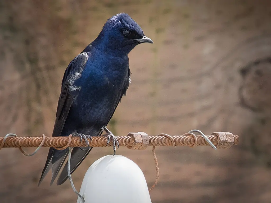 Purple martin