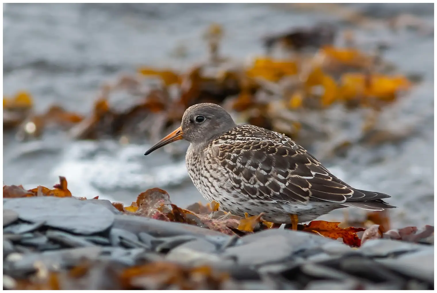 Purple sandpiper