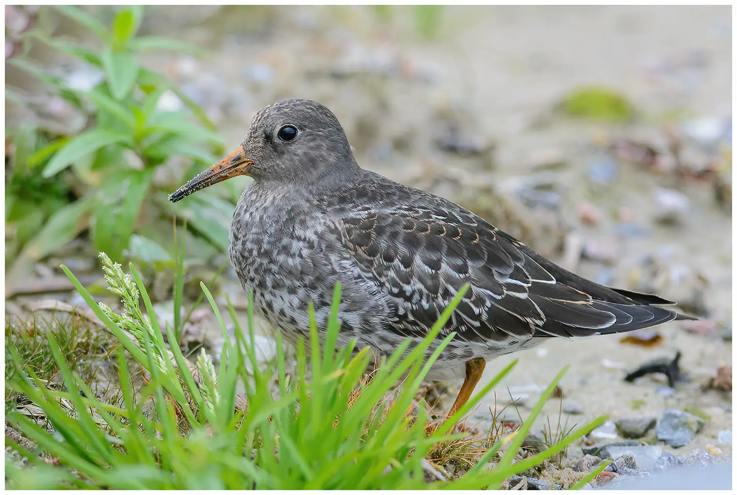 Purple sandpiper