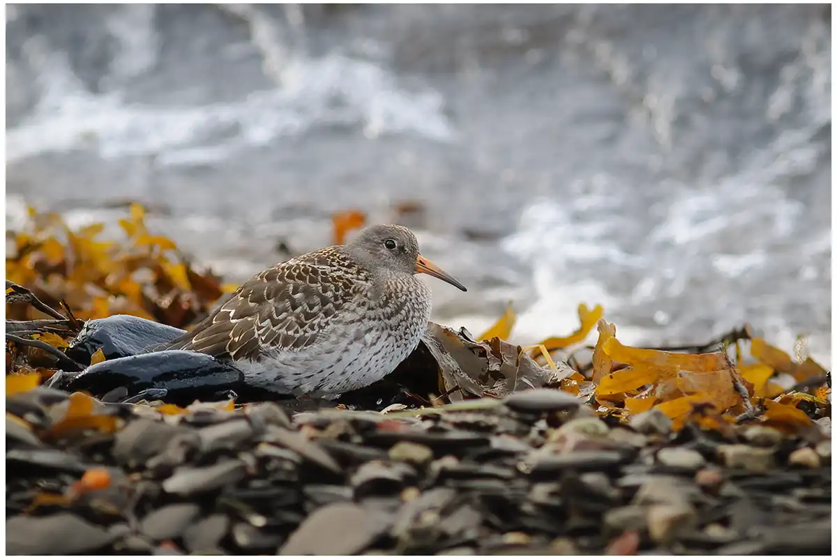 Purple sandpiper