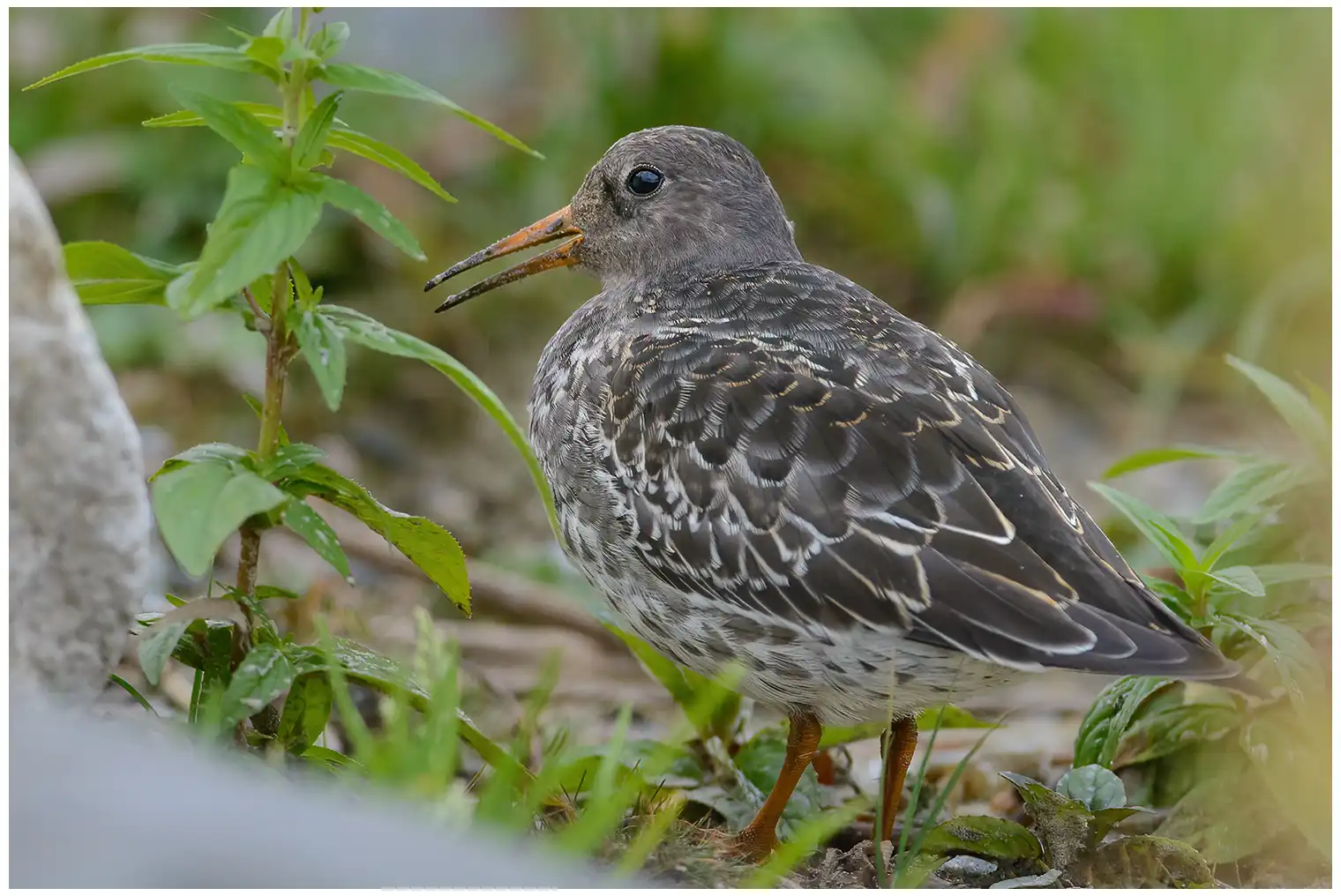 Purple sandpiper
