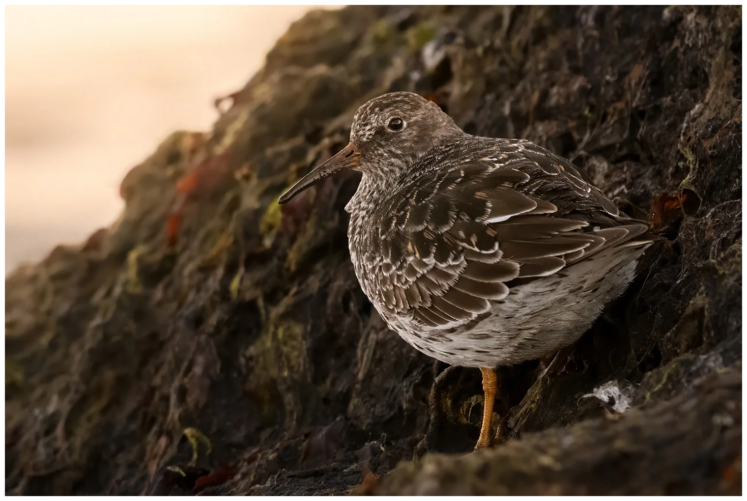 Purple sandpiper