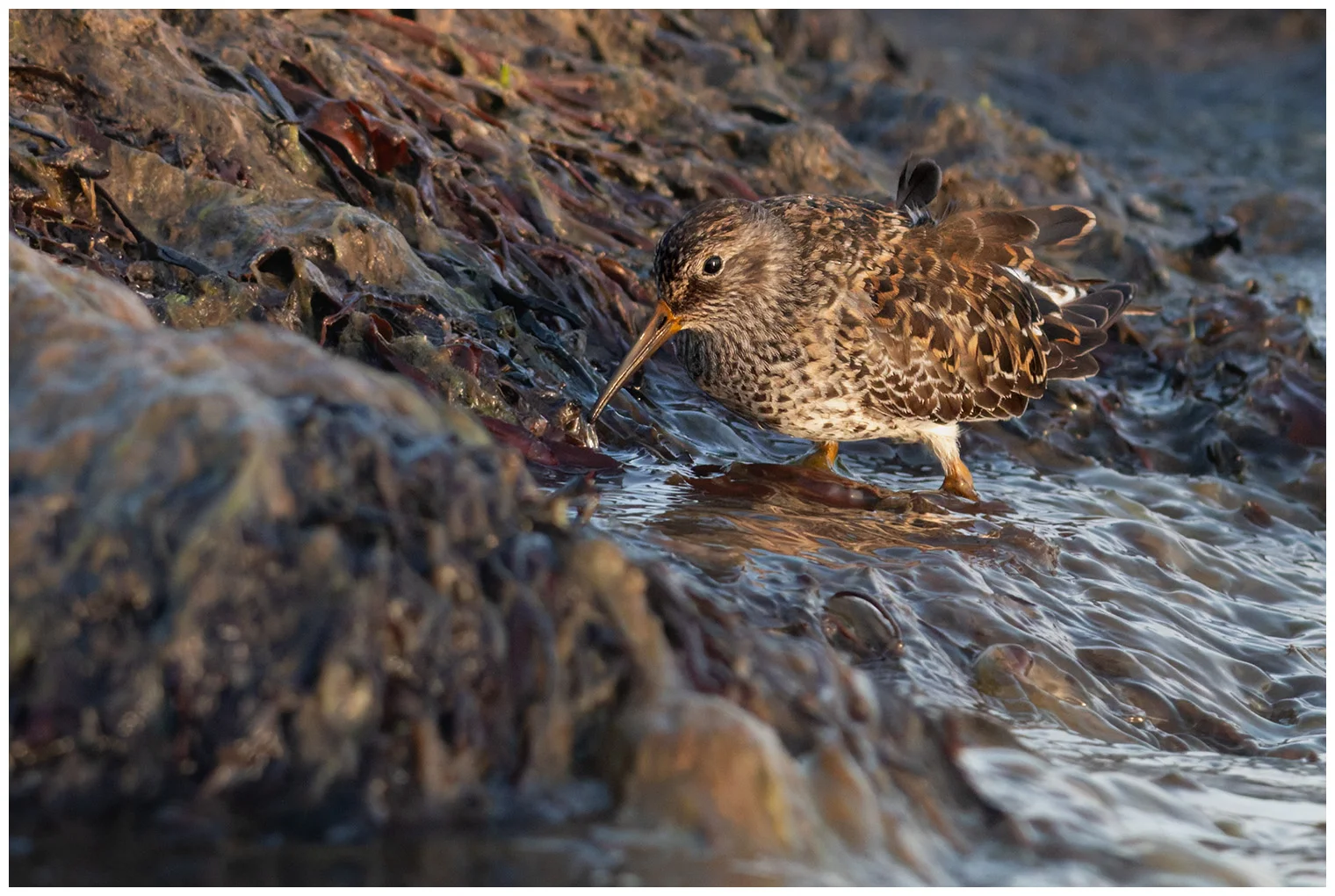 Purple sandpiper