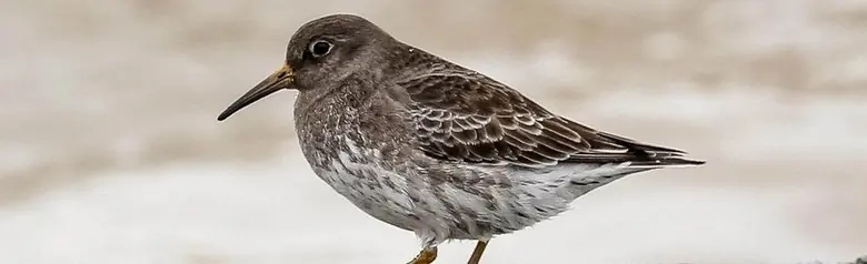 Purple sandpiper