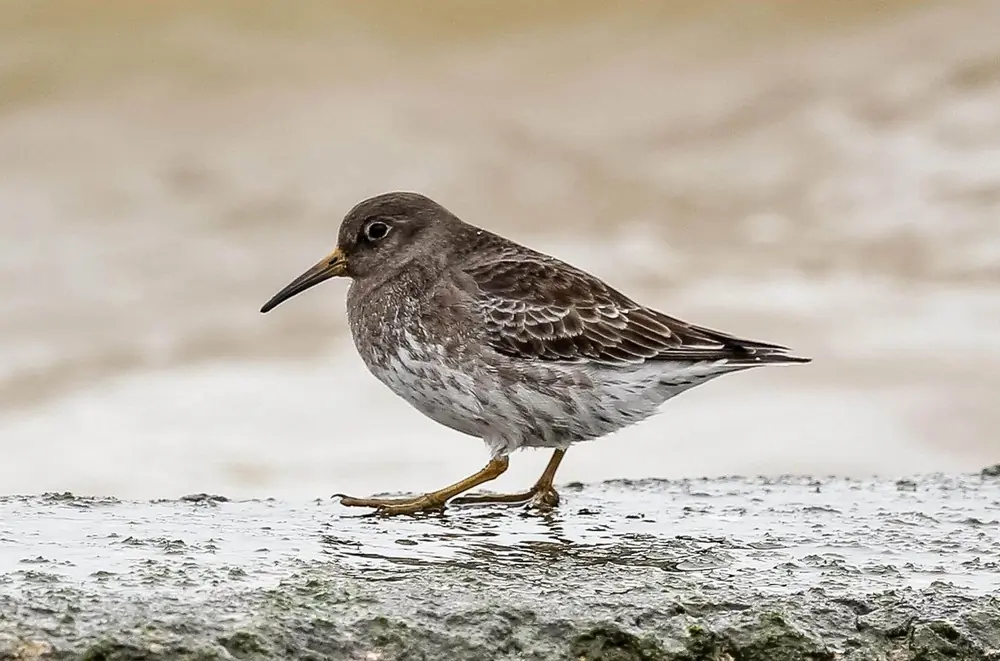 Purple sandpiper