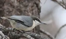 Pygmy nuthatch