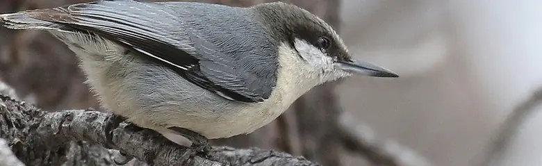 Pygmy nuthatch