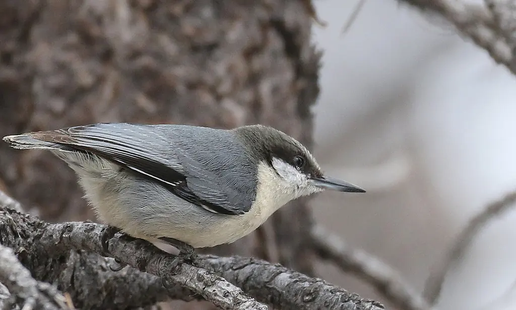 Pygmy nuthatch
