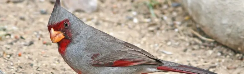 Pyrrhuloxia