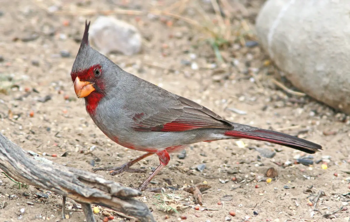 Pyrrhuloxia