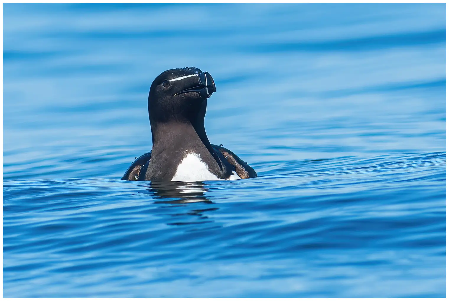 Razorbill