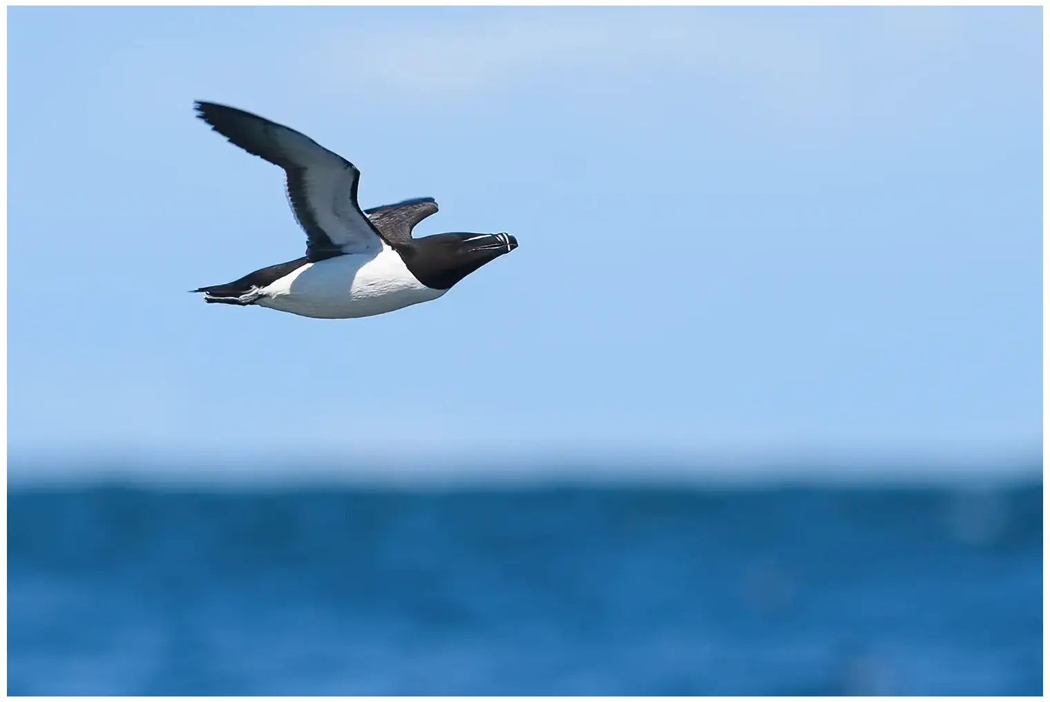 Razorbill