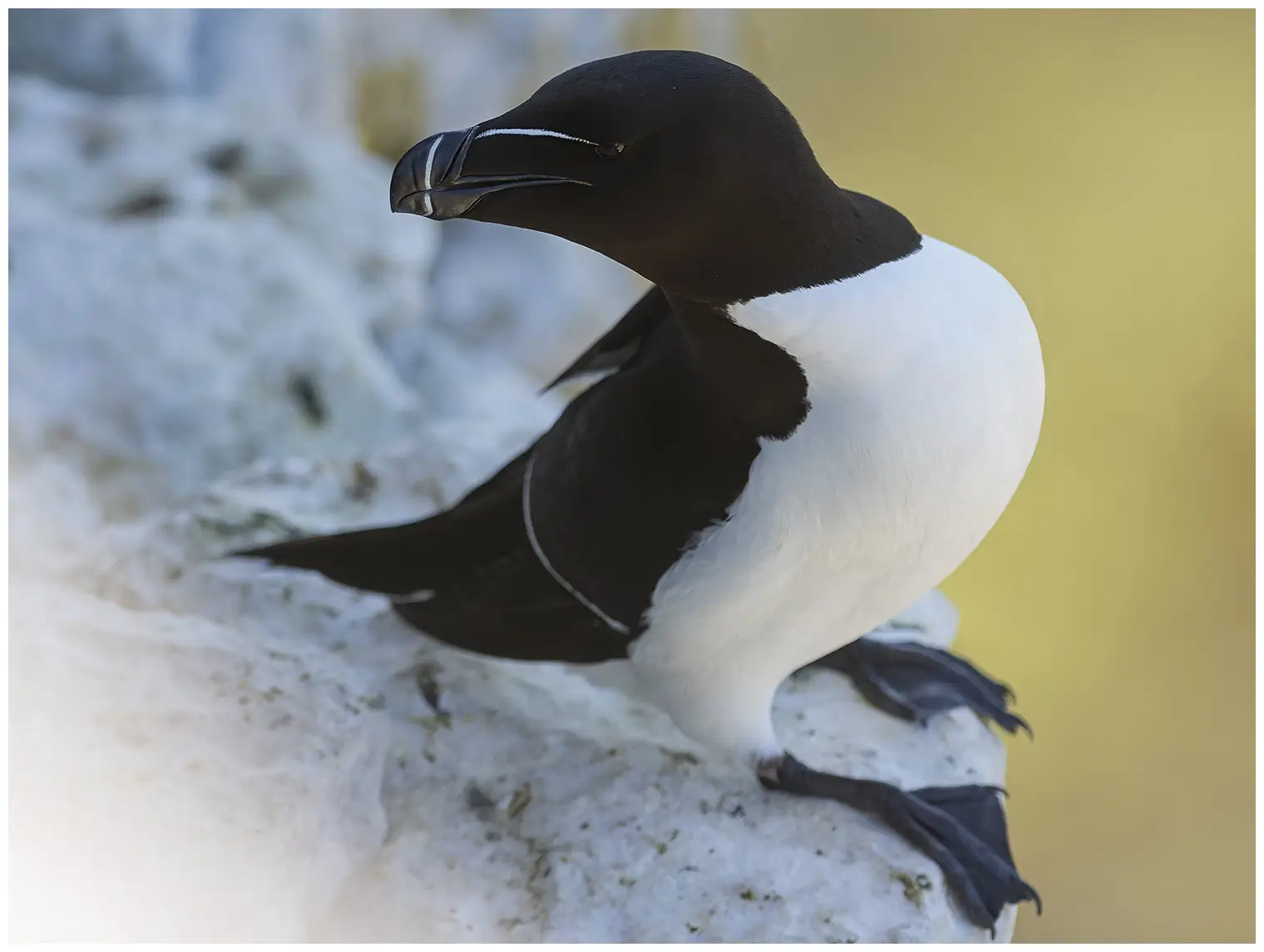 Razorbill