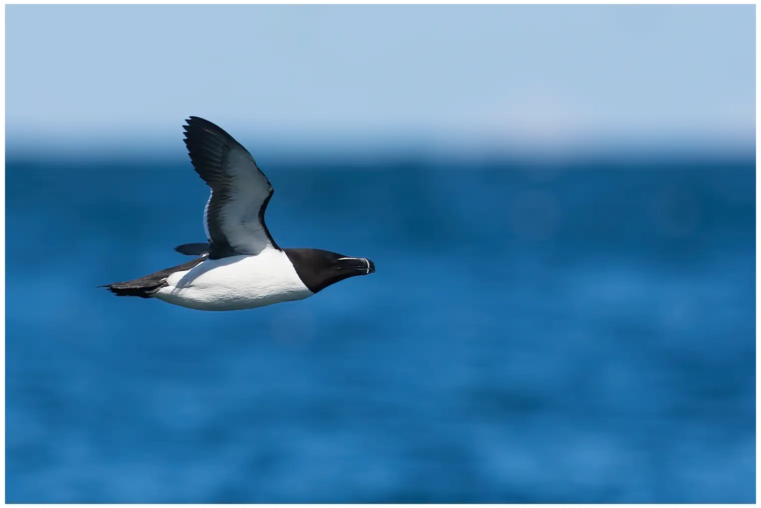 Razorbill