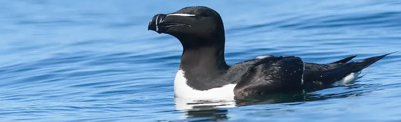 Razorbill