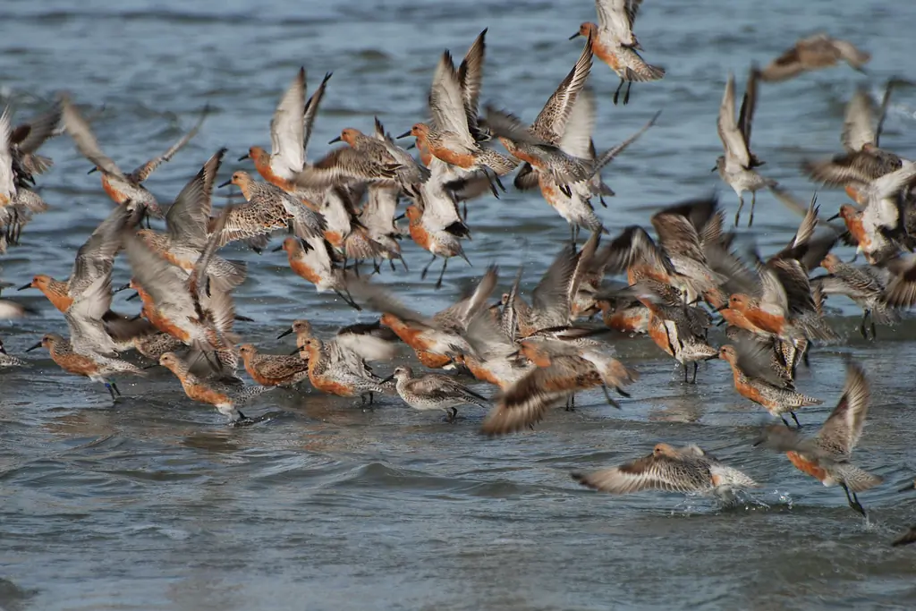 Red knot