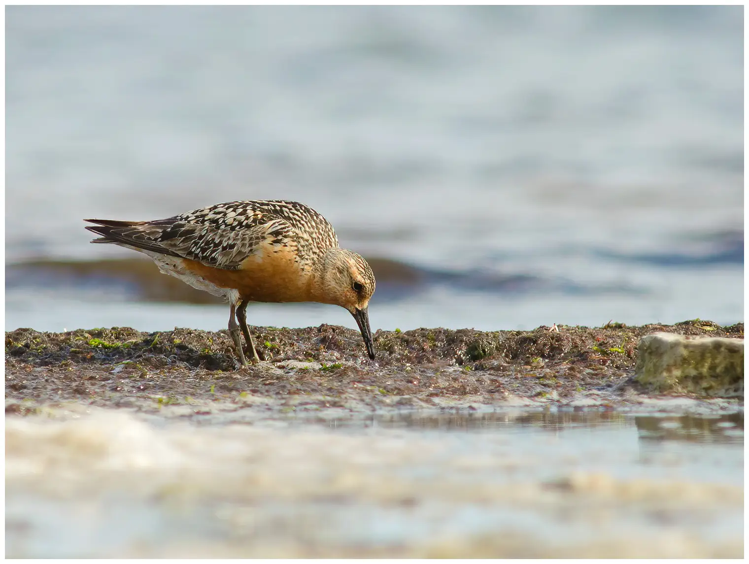 Red knot