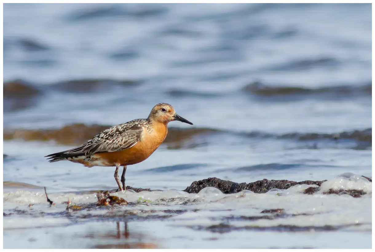 Red knot