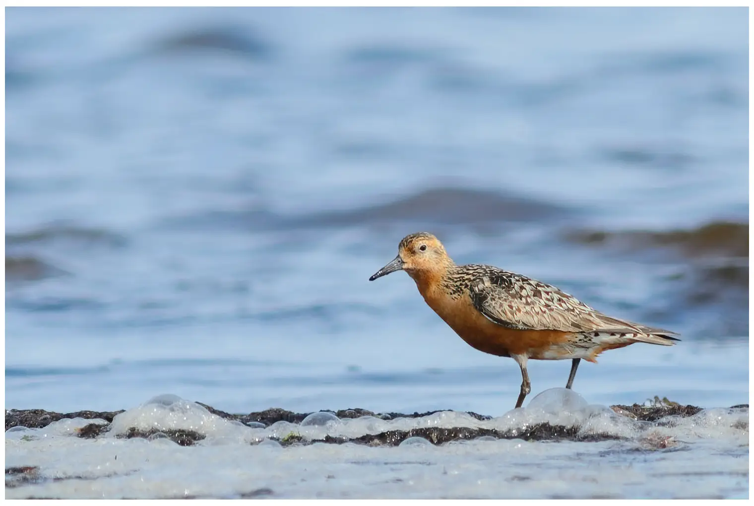 Red knot