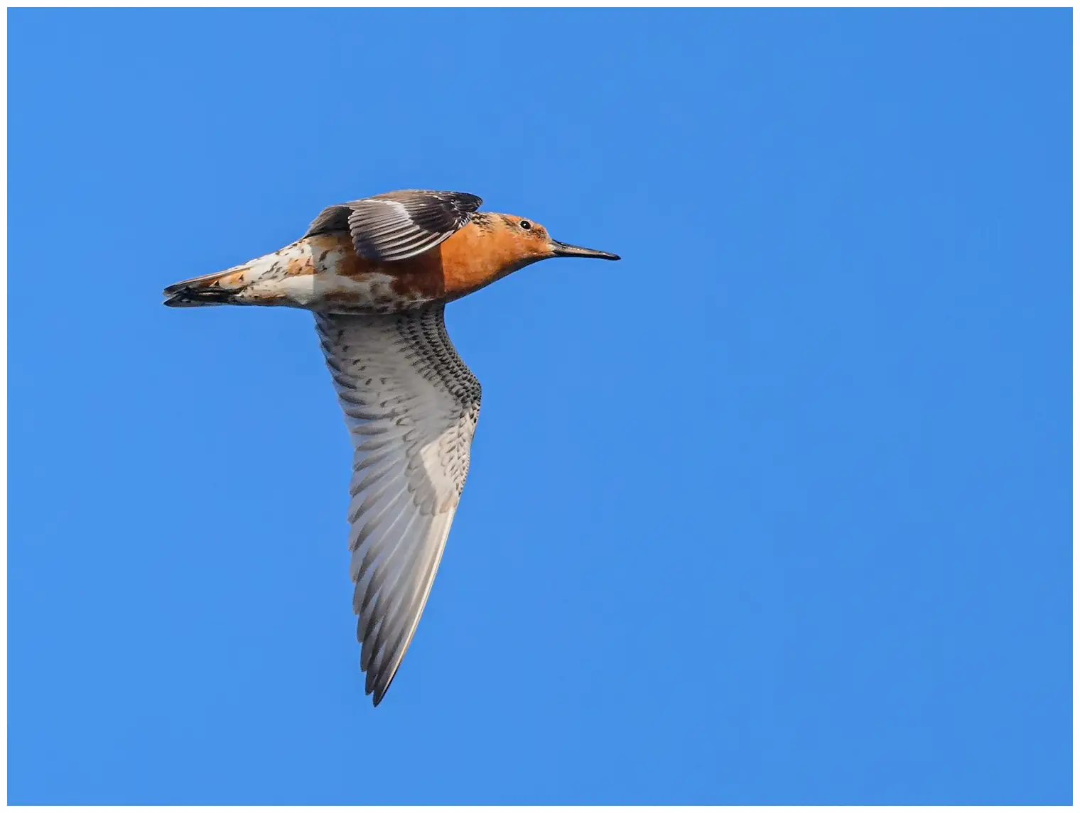 Red knot