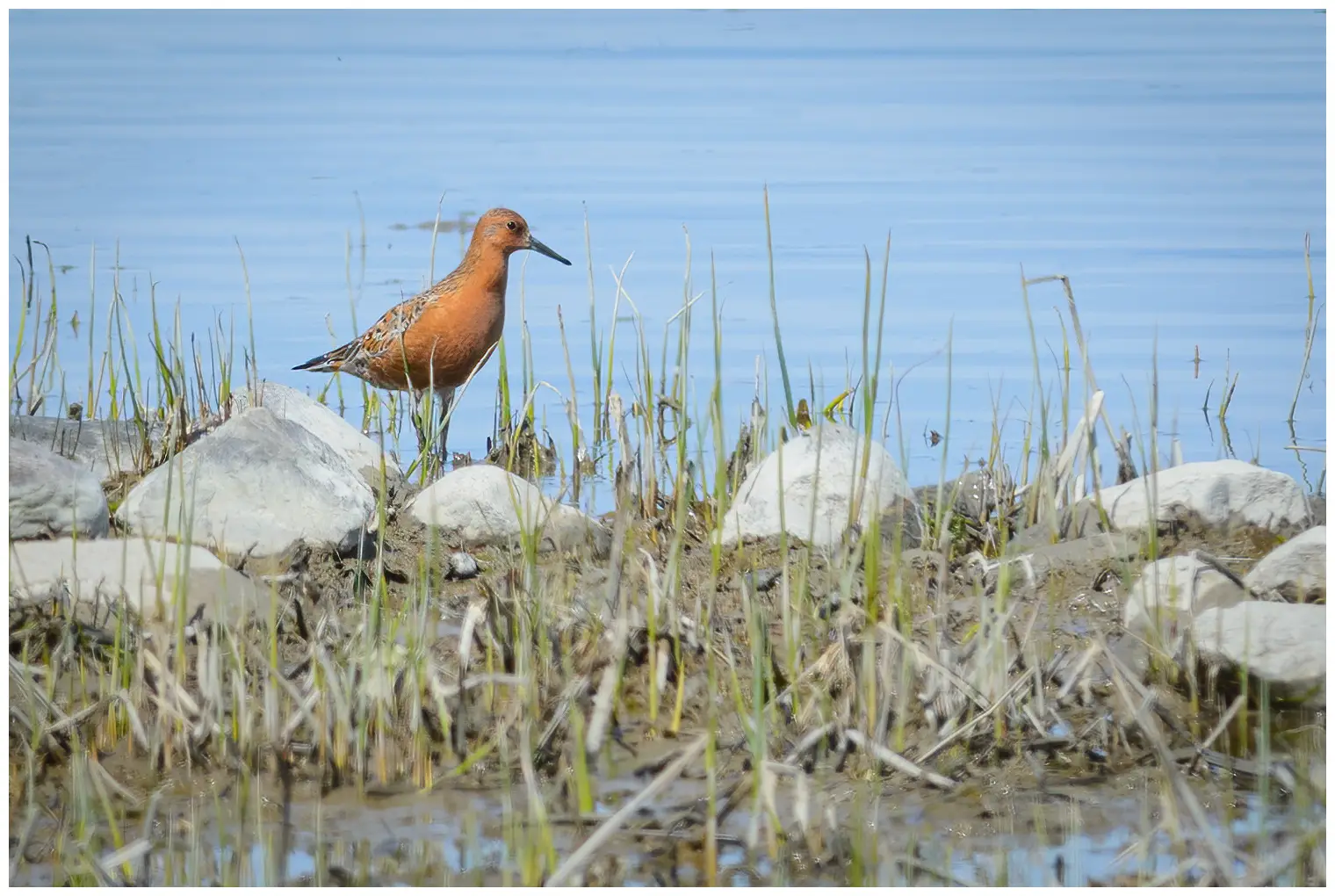 Red knot