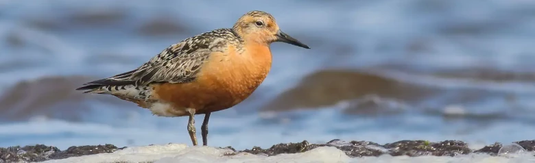 Red knot