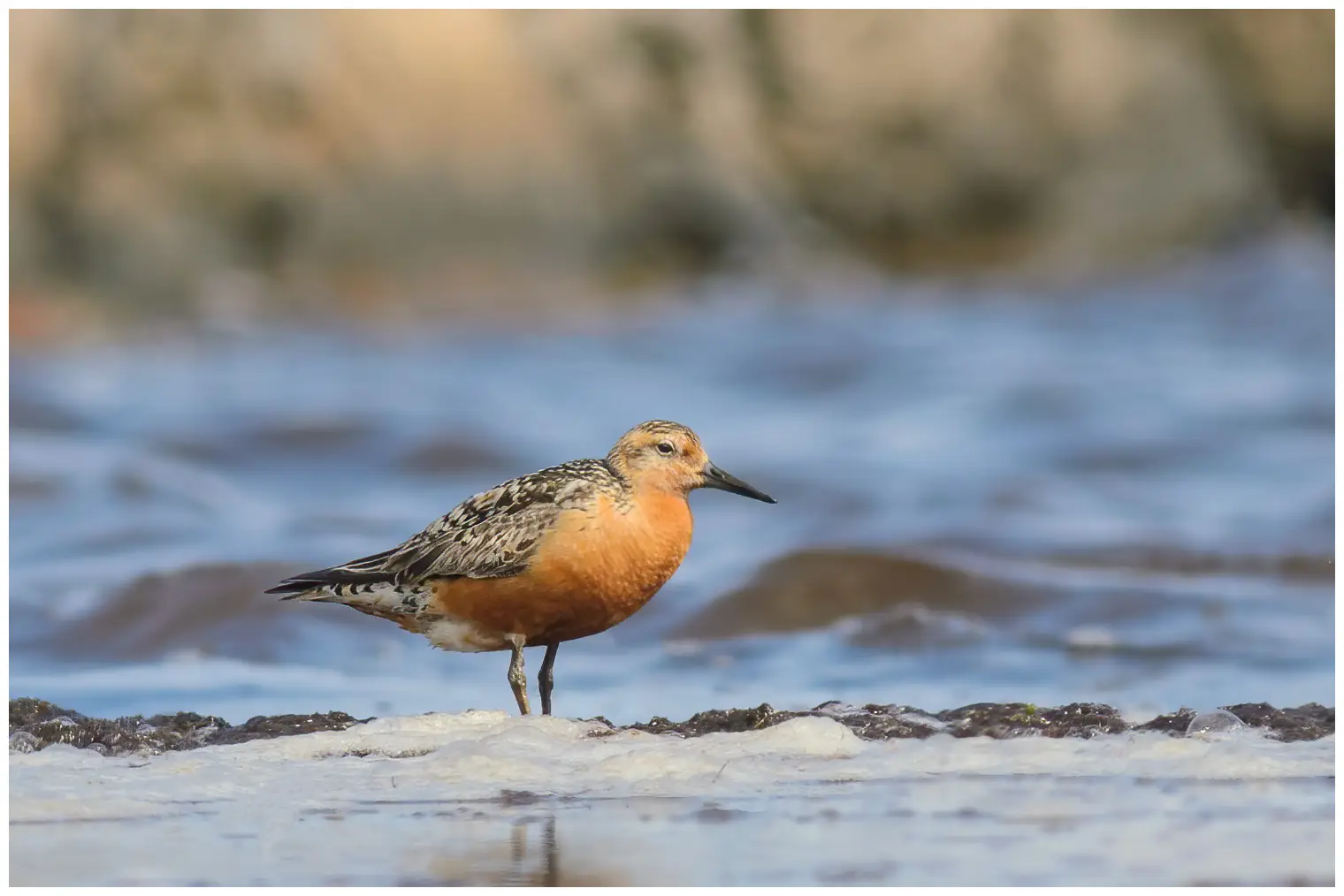 Red knot
