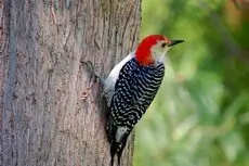 Red-bellied woodpecker