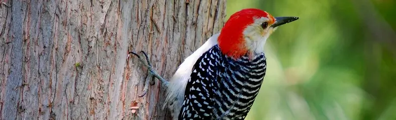Red-bellied woodpecker