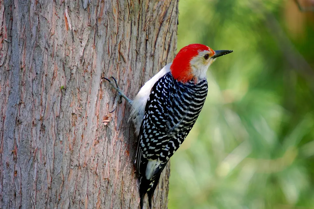 Red-bellied woodpecker