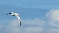 Red-billed tropicbird