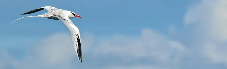 Red-billed tropicbird