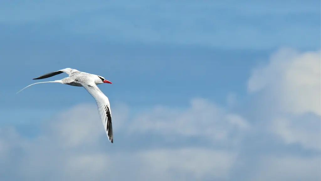 Red-billed tropicbird