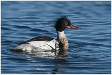 Red-breasted merganser