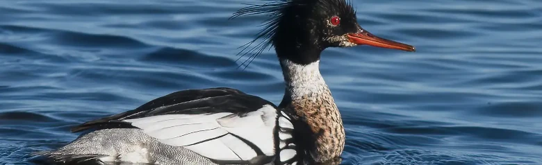 Red-breasted merganser. Photo from the side, so that the spiky feathers on the head, red eye and black/white plumage are visible.