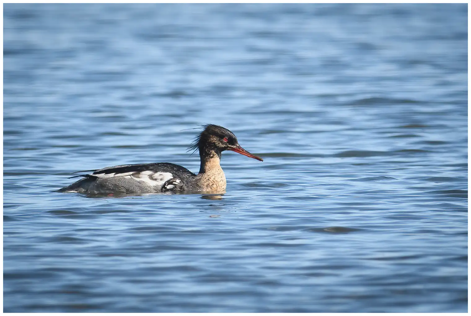 Red-breasted merganser