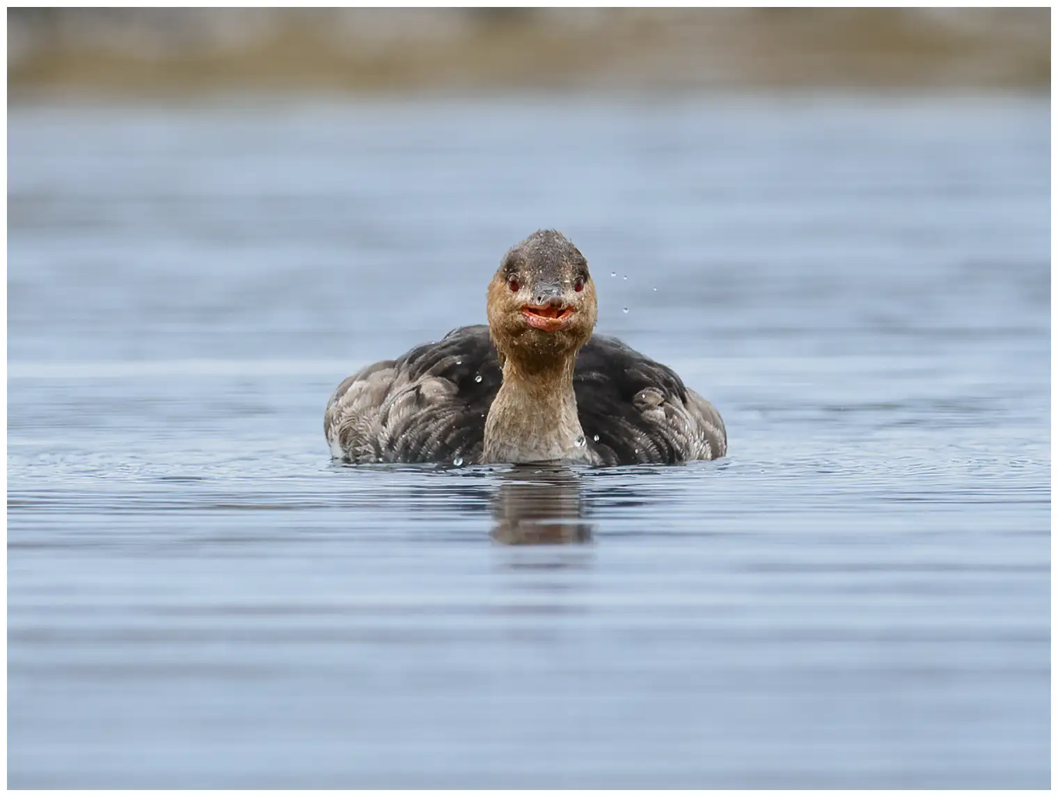 Red-breasted merganser