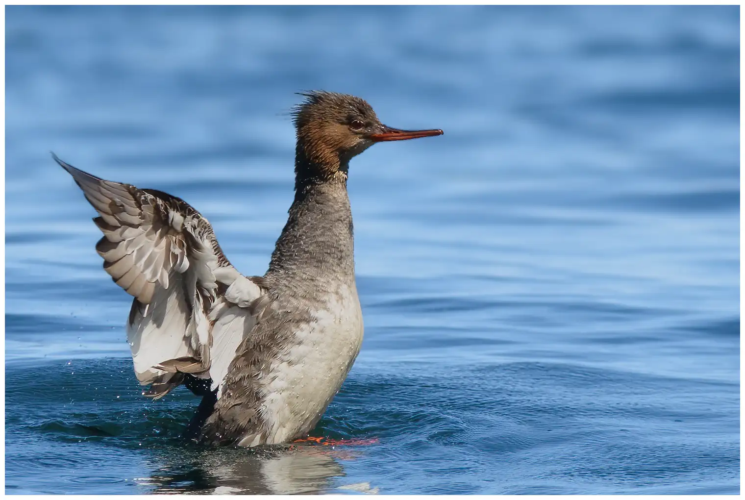 Red-breasted merganser
