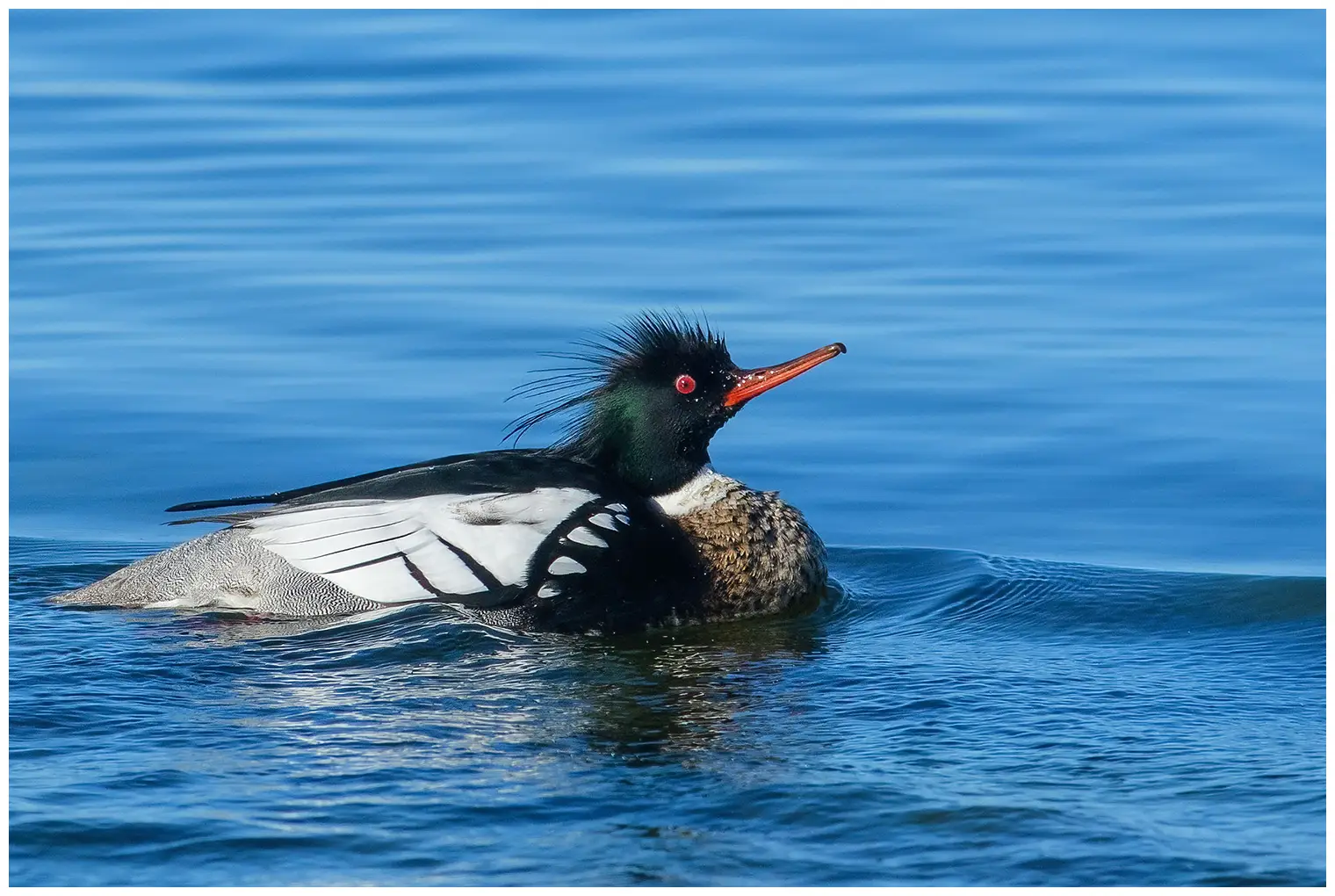 Red-breasted merganser