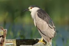 Black-crowned night heron